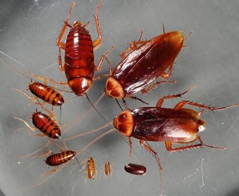American Cockroaches