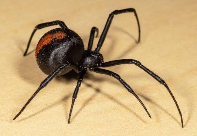 Black Widow Spiders