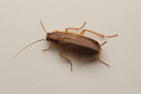German Cockroaches
