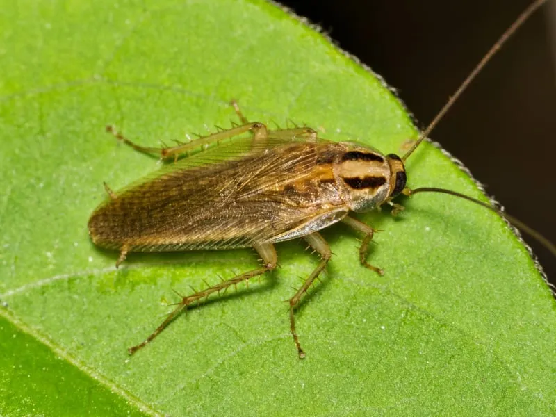 German cockroach infestations in Dallas