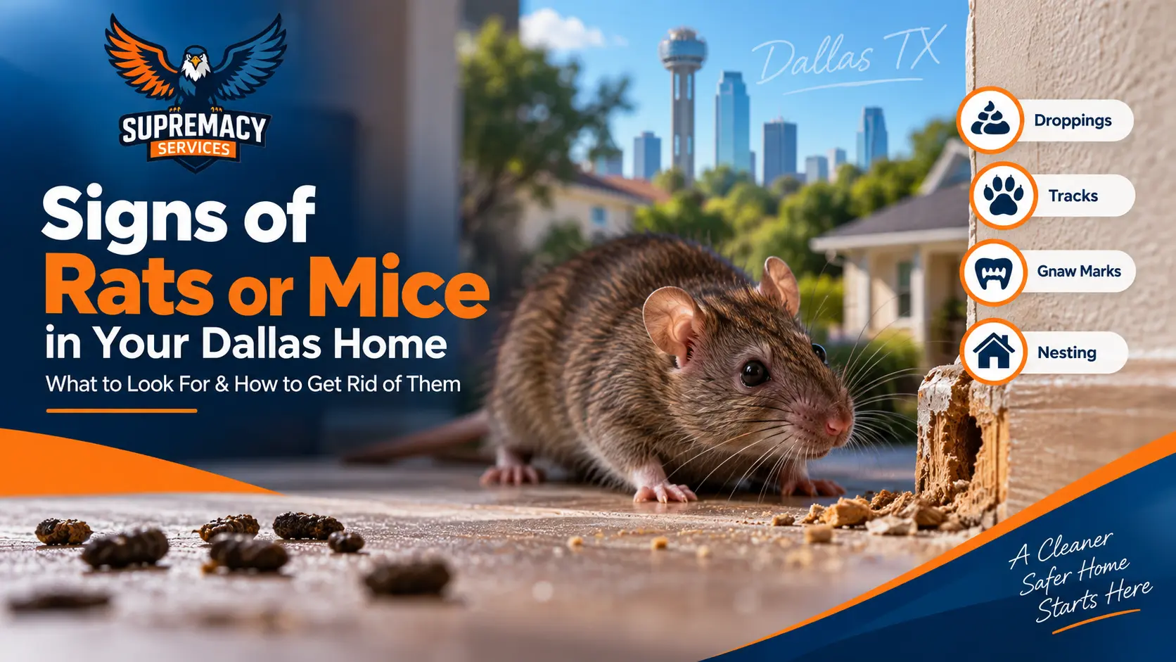 Signs of rats or mice in a Dallas home, including droppings, gnaw marks, tracks and nesting activity