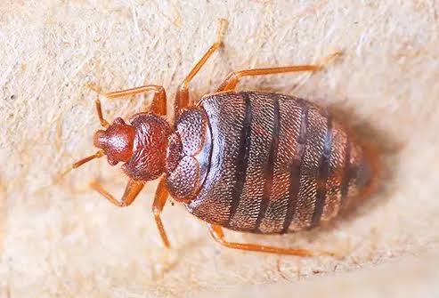 Live bedbug removal services in Dallas Tx