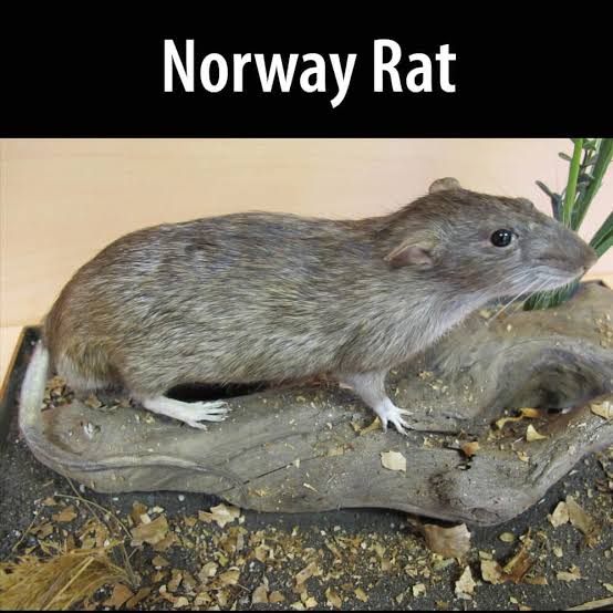 Norway Rats