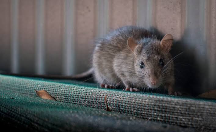 Roof Rats