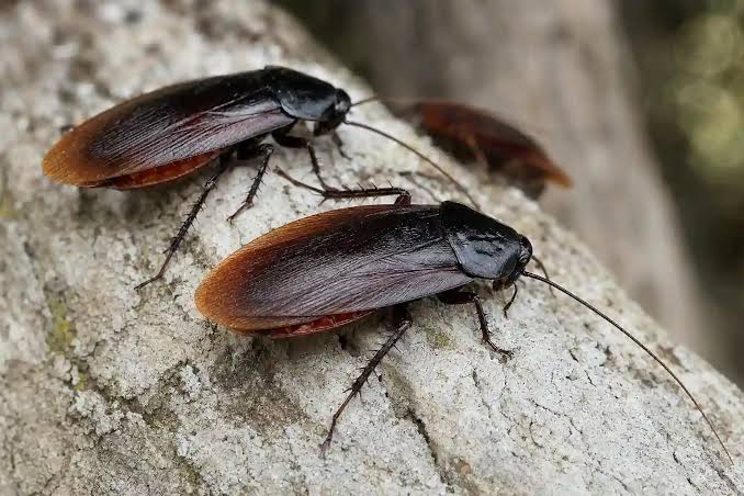 Smokybrown Cockroaches