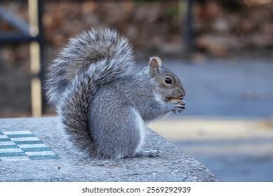 Active Wildlife