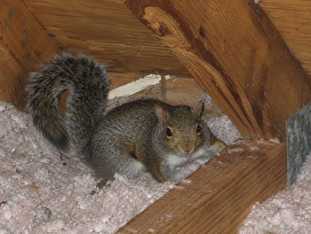 Hearing Something in the Attic?