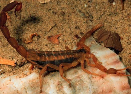 Striped Bark Scorpion control in Dallas Texas