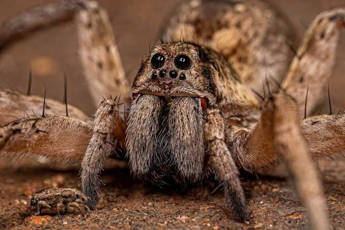 Wolf Spiders