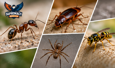 Pest Control