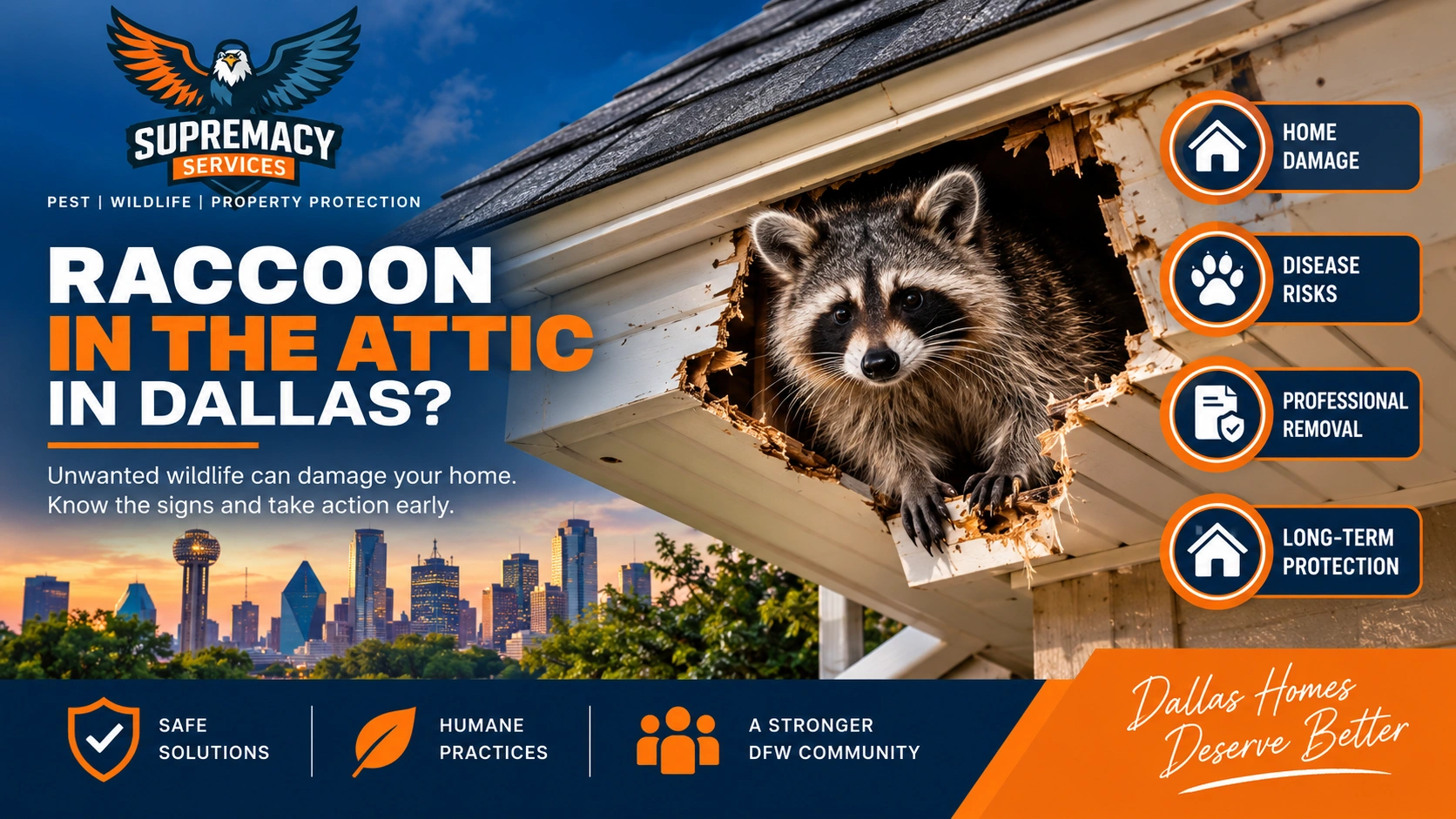 Raccoon entering an attic through a damaged soffit on a Dallas home