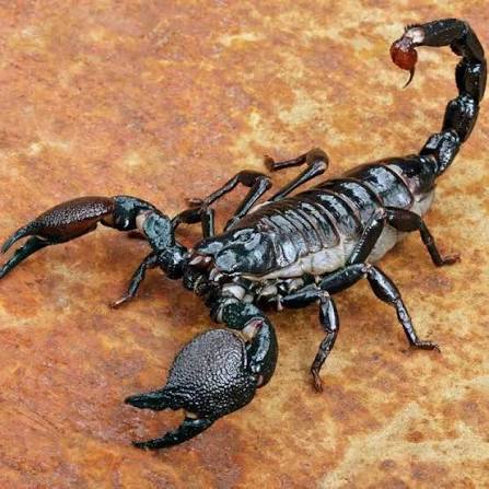 scorpion control in Dallas