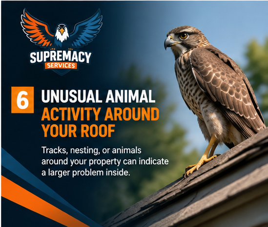 Hawk perched on a residential roof indicating unusual wildlife activity